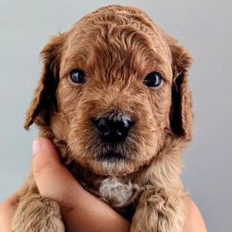 Cavapoos from West Coast Cavapoos