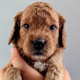Cavapoos from West Coast Cavapoos