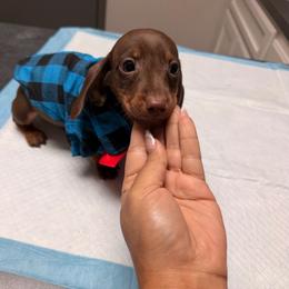 Brownie - Chocolate and tan male Dachshund puppy in Magnolia, Texas from Carrie’s Countryside Dachshunds