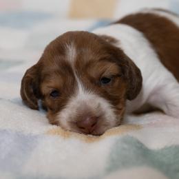 Canari - Piebald female Dachshund puppy in Wichita Falls, Texas from Matilda Jane’s Dachshunds