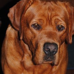 Labrador Retrievers from Gentry Labs