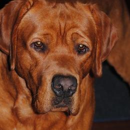 Labrador Retrievers from Gentry Labs