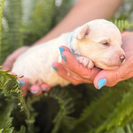 Snow White - Blue Girl - White female Miniature Schnauzer puppy in Oneonta, Alabama from Murphree Valley Kennels