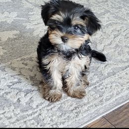 Morkie and Yorkshire Terrier Puppies from Linda Sherman