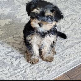 Morkie and Yorkshire Terrier Puppies from Linda Sherman