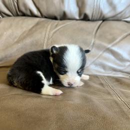 Tri boy - Black and tan male Pembroke Welsh Corgi puppy in Clinton, Tennessee from High Hopes Farm