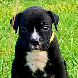 Yellow Collar - Brindle male Boxer puppy in Pass Christian, Mississippi from Amanda Edwards