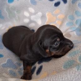 Girl 1 - Black and tan female Dachshund puppy in Claremont, North Carolina from The Mini Farmhouse