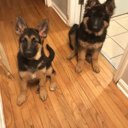 German Shepherd Puppies from Tara Riehle