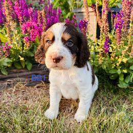 BB1 - Liver white and tan male English Springer Spaniel puppy in Britton, South Dakota from K&S Canines