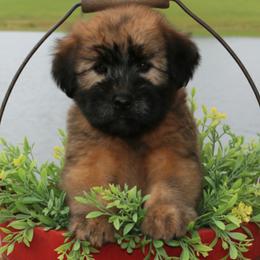 Soft Coated Wheaten Terrier Puppies from Hardin Hills Wheatens