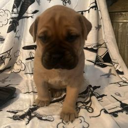 Delta (silver collar) - Fawn female Bullmastiff puppy in Carrollton, Texas from Meteora Bullmastiffs