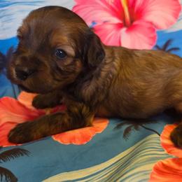 Chocolate Mousse Cake - Brown male Cavapoo puppy in Lewisburg, Pennsylvania from Jessie's Puppies