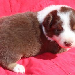 Ruffles - Red tri-color male Australian Shepherd puppy in Laurel, Mississippi from Reeves Australian Shepherds