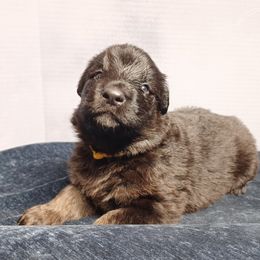 Shiloh Shepherd Puppies from Orchard Hills Shilohs