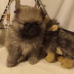 Lycan - Wolf sable Pomeranian puppy in Eureka Springs, Arkansas from Maple Hills Poms