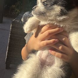 Pomeranian Puppies from Pomni Poms