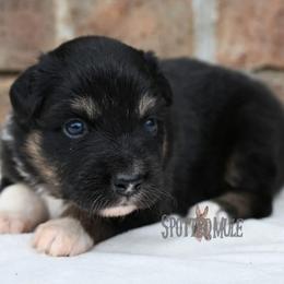 Lacey - Black tri-color female Australian Shepherd puppy in Wichita Falls, Texas from Spotted Mule Aussies