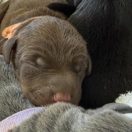 Dolly - Red and rust female Doberman Pinscher puppy in Brookfield, Wisconsin from Haus of Hound