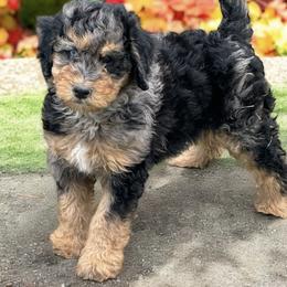 Bernedoodle Puppies from Land of Oz Doodles