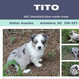 Tito - Blue merle male Australian Shepherd puppy in Asheboro, North Carolina from Stellar Aussies