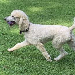Opal - Poodle