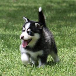 Iris - Black and white female Pomsky puppy in Wolfe City, Texas from Susan Warnock