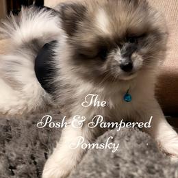 Pomeranian and Pomsky Puppies from The Posh & Pampered Pomsky
