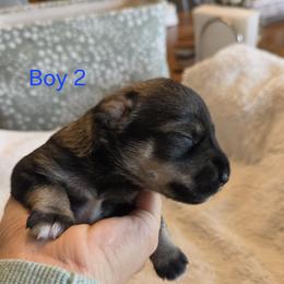 Boy 2 - Salt and pepper male Miniature Schnauzer puppy in Kersey, Colorado from Fosters Schnauzers