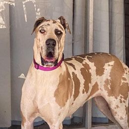 Biscotti - Great Dane
