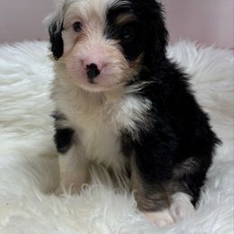 Boy 9-50 - Tri-color male Bernedoodle puppy in West Point, Iowa from Circle A Mini Goldendoodles and Mini Bernedoodles