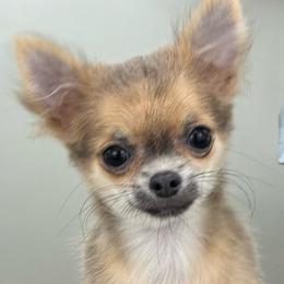 Misses Heart - Blue female Chihuahua puppy in Westport, New York from Chantilly chihuahuas