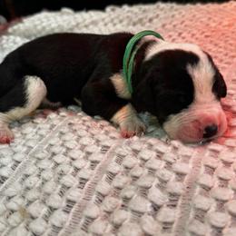 Fiddle - Mantle merle male Great Dane puppy in Liberty, New York from Catskills Greatest Danes