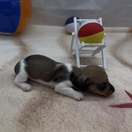 Red Piebald Wirehair Female - Red female Dachshund puppy in Killeen, Texas from Southern Dachshunds