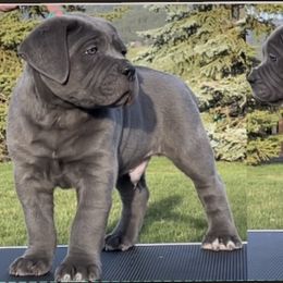 Cane Corso Puppies from Virtue Cane Corso