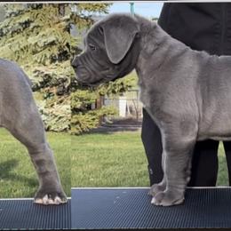 Cane Corso Puppies from Virtue Cane Corso