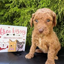 Sadie - Red female Labradoodle puppy in English, Indiana from Doodle Darlings