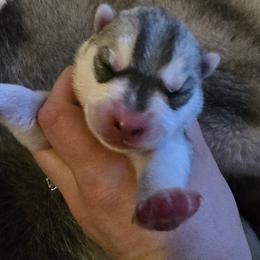 Lucky - Gray and white male Siberian Husky puppy in Le Sueur, Minnesota from Tevana Siberians LLC