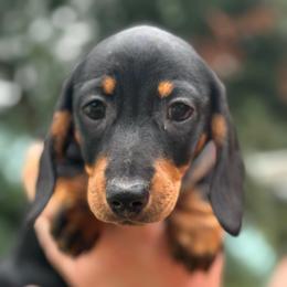 Girl - Black and tan female Dachshund puppy in Ocala, Florida from Dalmar Floridachs