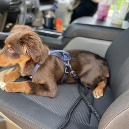 Australian Shepherd and Miniature Australian Shepherd Puppies from Integrity Aussies Tx