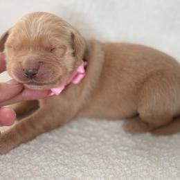 Aspen- pink collar - Golden female Golden Retriever puppy in Colorado Springs, Colorado from Mercy Mountain Bernedoodles