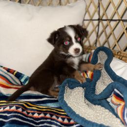 Luna - Red tri female Miniature Australian Shepherd puppy in Angleton, Texas from 4LH Australian shepherds