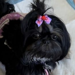Stormy - Shih Tzu