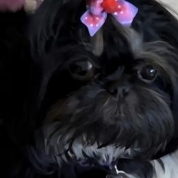 Stormy - Shih Tzu