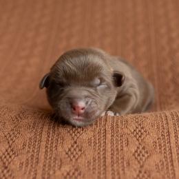 Honey - Red tri-color female Australian Shepherd puppy in Kathleen, Georgia from CM Farm