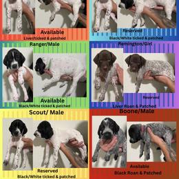 German Shorthaired Pointer Puppies from Lazy K GSP's