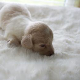 Sky - Cream female Dachshund puppy in Morrow, Ohio from Courtney’s Colorful Doxies