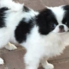Japanese Chins from Briarlea Japanese Chin
