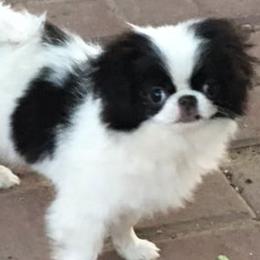 Japanese Chins from Briarlea Japanese Chin