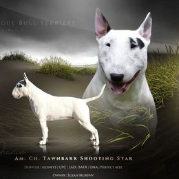 Chance - Bull Terrier